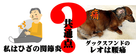 私の関節炎とレオの腰痛に共通点?
