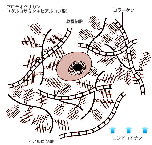 関節軟骨細胞