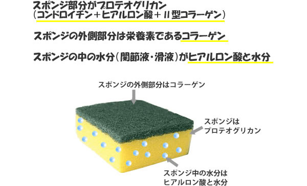 関節軟骨をスポンジに例えると